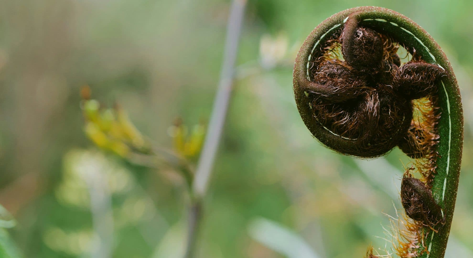 An unfurling silver fern koru, symbolising new growth